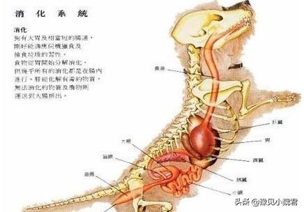 优爵宠物食品:猫粮怎么选，要便宜一点的？