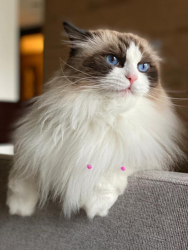 现在的家养猫一辈子不出门对他们来说真的好吗？插图1