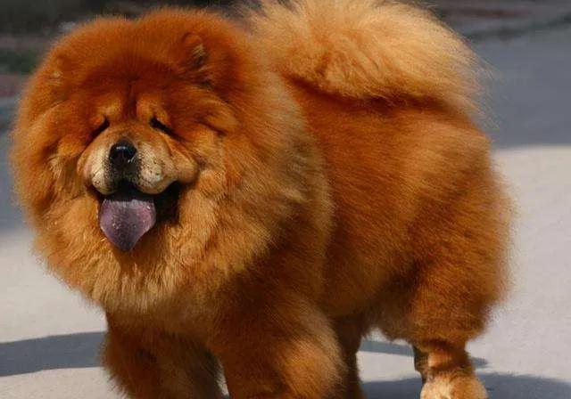 养一只松狮犬怎么样？
