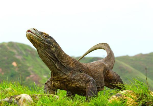 可摩多巨蜥是最大的蜥蜴吗，一个成年人被科莫多巨蜥咬了一口，现在的医学水平能救治吗