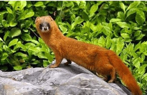 黄鼠狼最喜欢吃什么它的天敌是谁