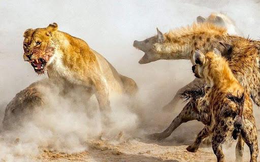 不过,它们在非洲还不足以横行,因为除了马赛人会猎狮外,草原上还生活