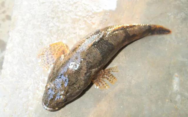 武汉有一种鱼叫土憨巴,你知道是什么鱼吗?-惠修网