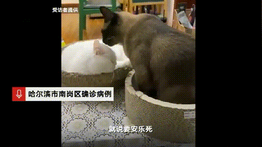 哈尔滨宠物网的自频道:哈尔滨走失狗狗怎么样能找回来？