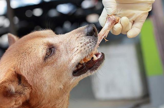 肉食狗:狗狗是最爱吃肉还是骨头？