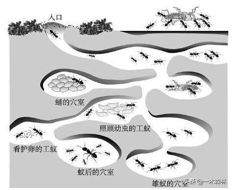 蚁后资源:假如“蚁后”死了，剩下的蚂蚁会变得怎么样？