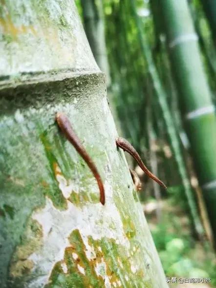 被山蛩虫咬了有没有毒:中医如何治疗虫咬性皮炎？