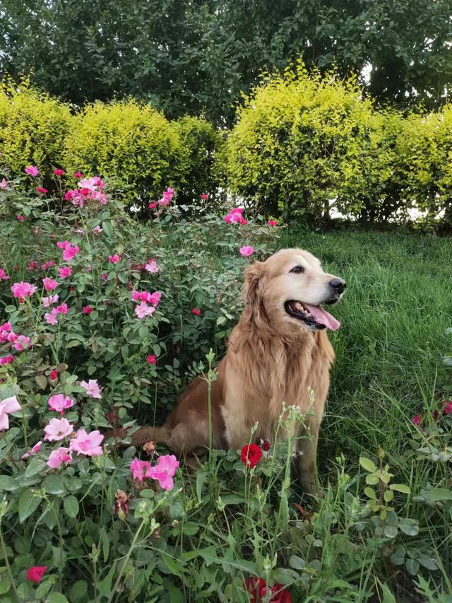 养狗之后，家里为什么会那么臭？插图10