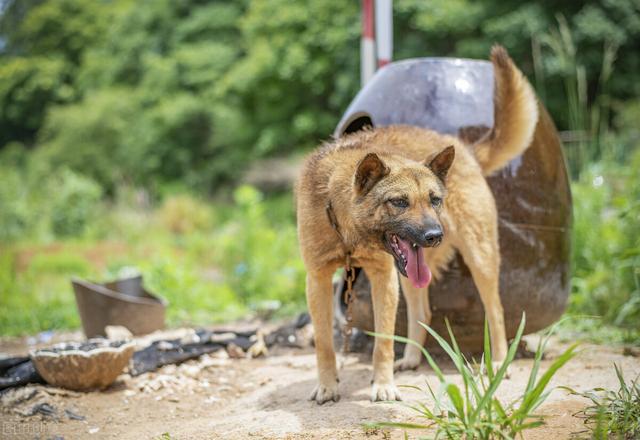 头条问答 如何挑选土猎犬 45个回答