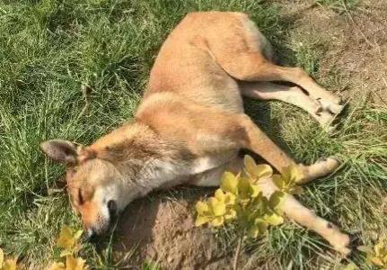 狗的寿命有多长:犬一般寿命是多少?最大能活多少岁?大型犬还是小型犬的寿命长？