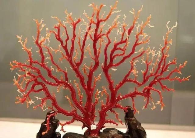 红珊瑚为什么越来越贵？插图4