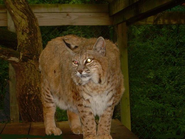 水煮活猫残忍图片:猫为什么喜欢把老鼠玩到半死不活才吃，直接吃掉不是省体力么？ 水煮鸡胸肉给猫