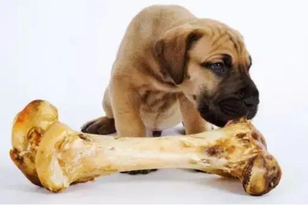 最牛的游戏2狗和骨头:狗狗是最爱吃肉还是骨头？