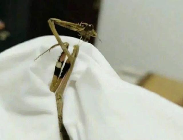 搓手猫:我是一名教师，工资很低，一个月三千不到我还要不要坚持下去？ 搓手猫表情包