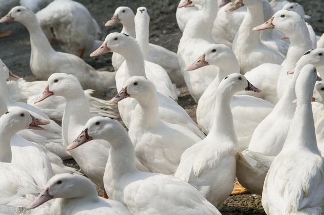 安徽的十大污染之一就是养鸭子，农村地区已经深受其害，有没有什么方法解决？插图15