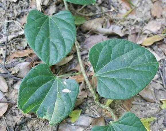 中华石龙子有药用价值:农村有一种叫“千金藤”的植物，到底有什么药用价值呢？