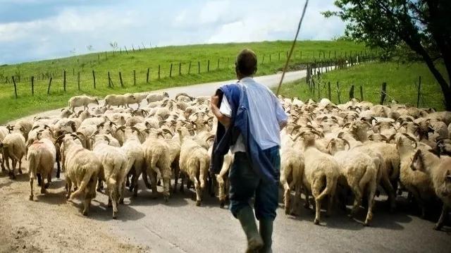 现在养殖行业挣钱吗，2022创业养羊，风险大吗能赚钱吗
