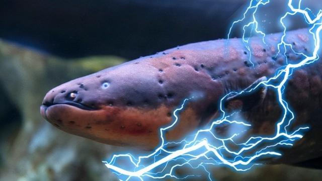 真实亚马逊纪录片，食人鱼这么可怕，为什么没有称霸亚马逊河