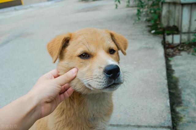 信鸽牌幼犬专用犬虫一扫光:你怎么看狗主人将自家狗当肉狗卖掉的行为？ 好的信鸽幼仔多少钱