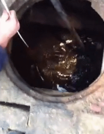 巨型淡水鱼:都说鲶鱼生命力强大，那么下水道里面会有二十斤以上的巨鲶生存吗