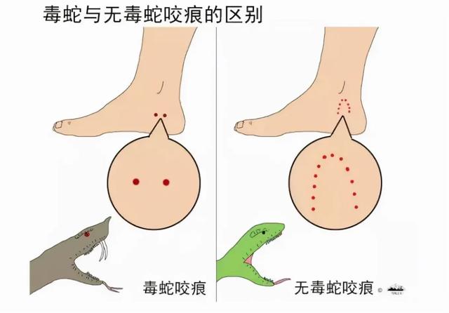 怎么驱赶四脚蛇:遇到毒蛇挡路，该怎么办？