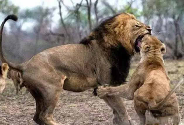 (狮子与马对比)_经验妙招5_经验妙招_小高教学网