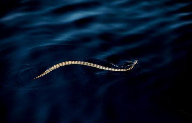 海蛇全部都是毒蛇吗，竹叶青，五步蛇，海蛇哪种蛇最毒