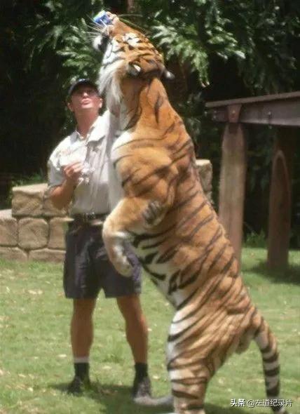 东北虎秒杀藏獒:如果一个成年壮汉勒住东北虎脖颈能将其裸绞致死吗？