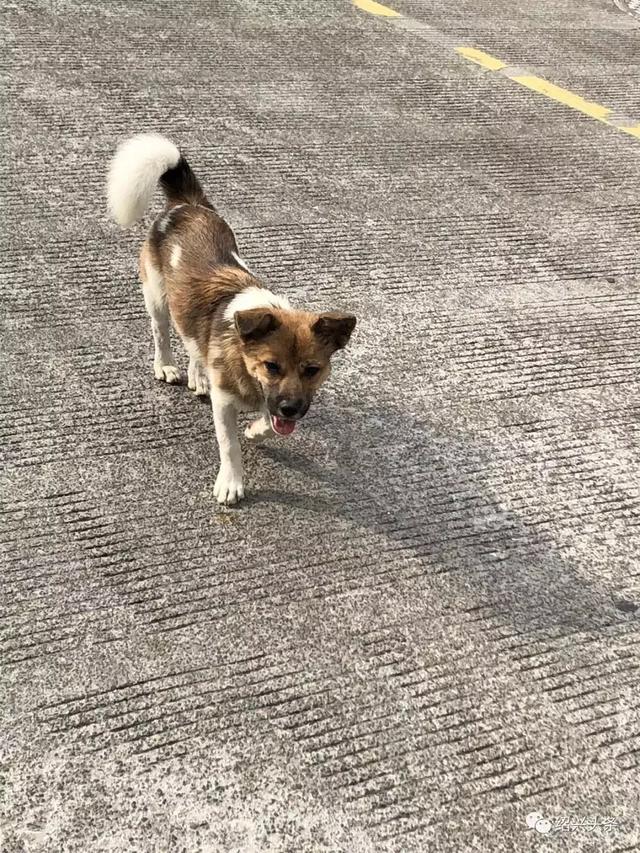 如果有狂犬病的症状能治好吗:狂犬病早期有哪些症状？被犬类动物咬后应如何处理？