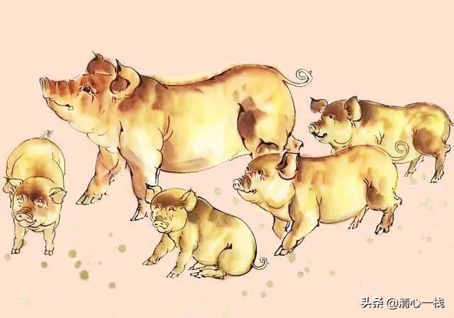 是羊大一点还是狗大一点极速:巨型泰迪多少钱一只？好养吗？