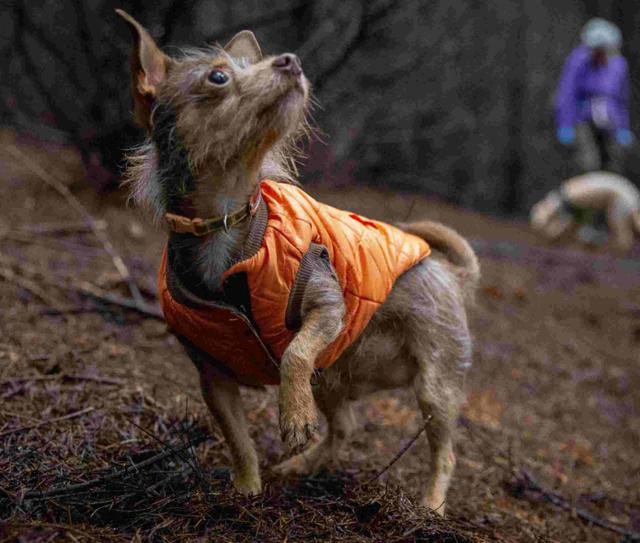 澳门格雷伊猎犬:养狗可以，但是不能影响别人生活，你认同吗？