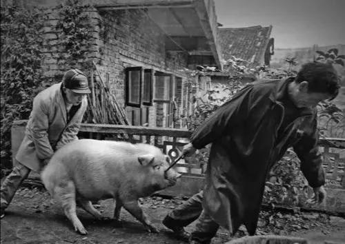 七八十年代，農村的“殺豬匠”有多吃香？