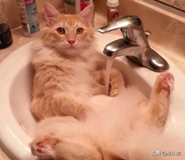 猫癣:猫咪有6年了，身上毛越来越少，还有猫癣什么办法最好？