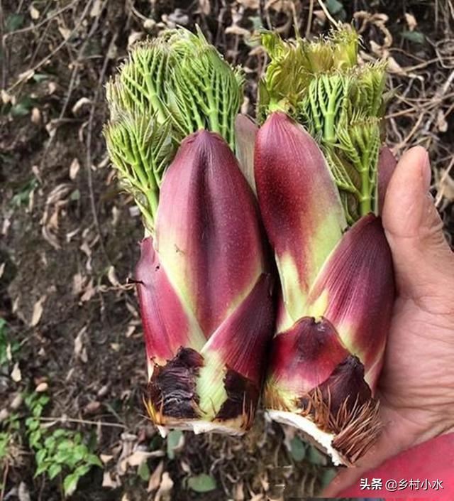 刺老芽号称“山野菜之王”,凭什么价格比肉贵？怎么做好吃？