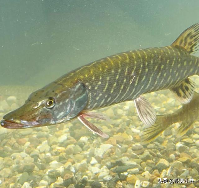 鱼的寿命有多久？有没有人见过鱼老死？插图123
