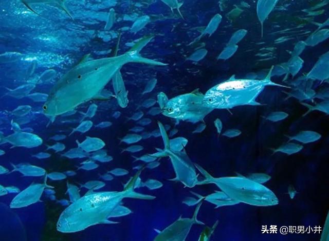 长江底下有多恐怖，长江禁渔十年后，鱼太多导致水里面没有食物，鱼会不会再次进化