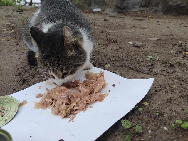 救助基地猫狗饿死图片:流浪猫怀孕了，快饿死了，想给它找个地方安顿下来，怎么照顾呢？