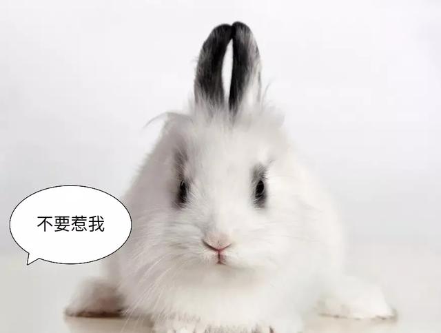 得罪了生肖兔会有哪些严重后果？