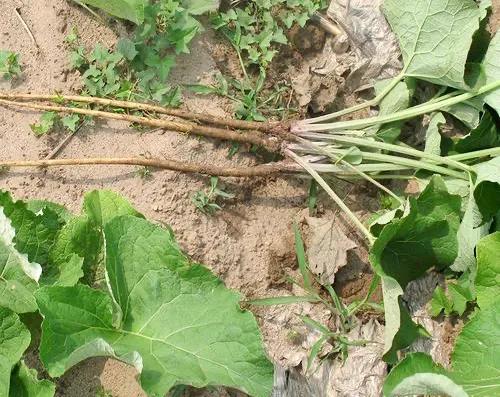 它身上可分离出两种不同的药材,即牛蒡子和牛蒡根,牛蒡子是疏散风热的