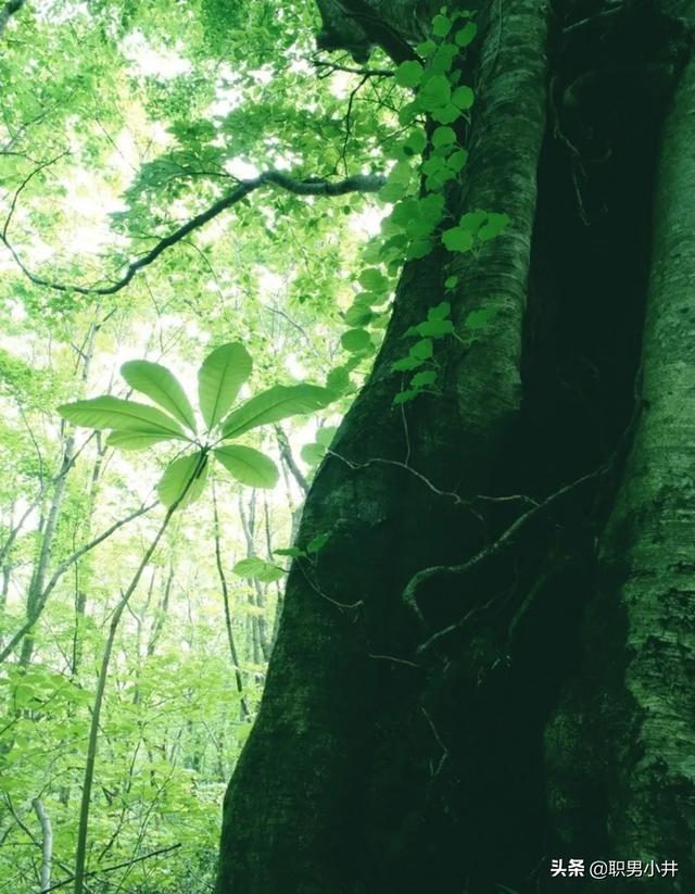 湘西奇闻异事小说，为什么农村的老人说：没有虫鸣的深山，不要只身前往