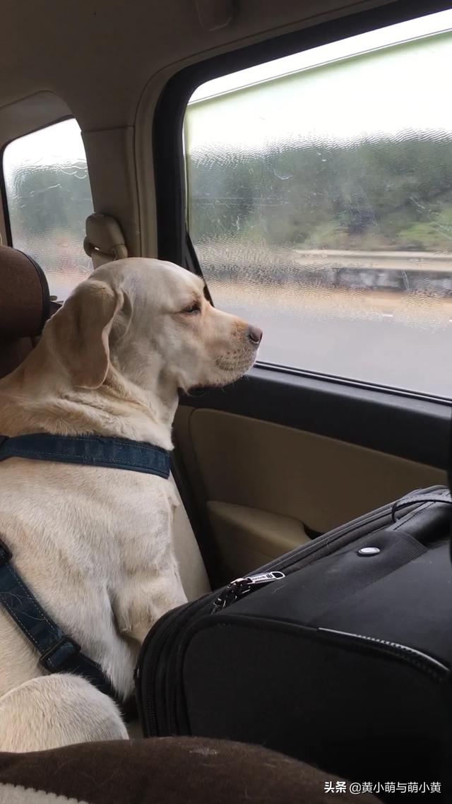 腊肠犬图片:有哪些适合养在家里的狗狗？
