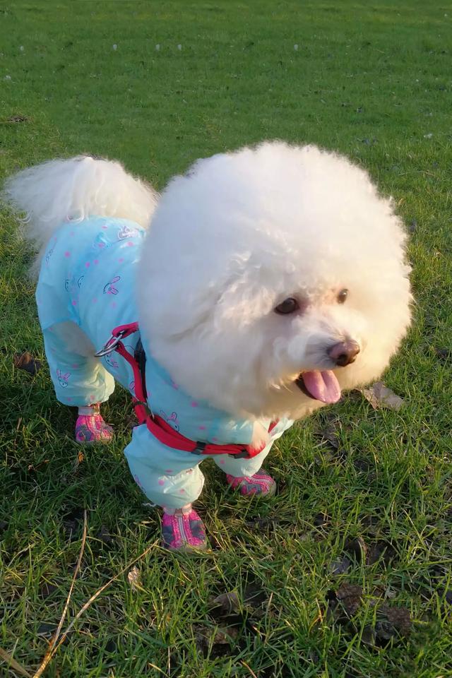 头条问答 宠物治病年均花费4000元 兴起的宠物险能减轻负担吗 3个回答