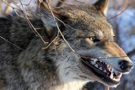 在野外携带什么武器(冷兵器)可以有效对付野狼?