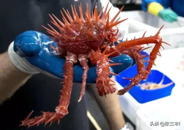 皱鳃鲨海里游泳:大海里到底存在着多少不为人知的恐怖生物？