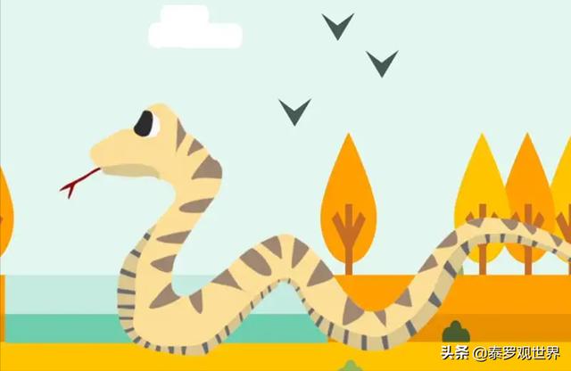 孟加拉眼镜蛇视频:眼镜蛇为什么不是百蛇之王？它的毒性不是很强吗？