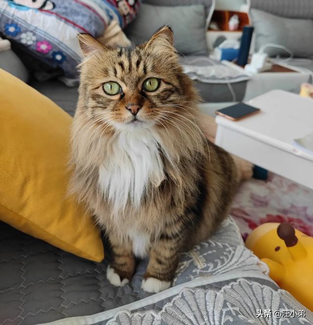 头条问答 我们国内的土猫 可以当成宠物猫养吗 451个回答