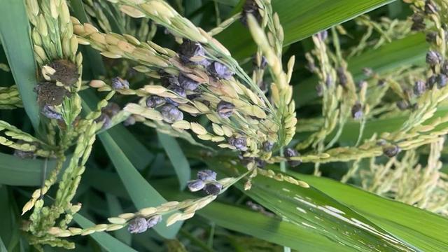 头条问答 - 水稻稻曲病发生原因有哪些?种植户该如何预防和防治?