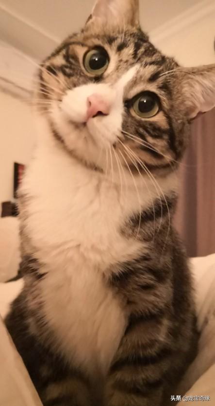 怎么给猫咪打针视频:养了1年多的猫，治病要花2万，铲屎官会救吗？