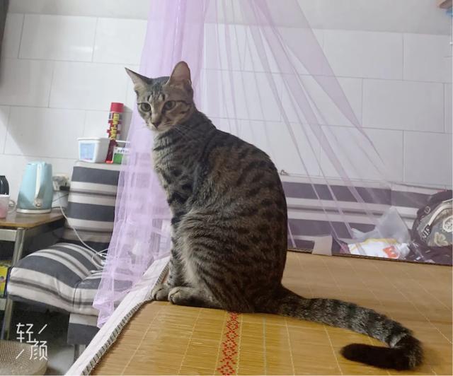 为什么猫更喜欢跟女主人玩耍？插图7