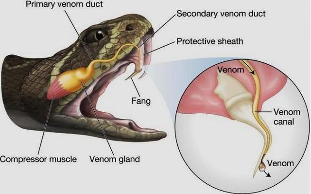 中国最吓人的一条巨蛇怎么画，中国毒性排名前五的蛇类有哪些